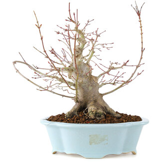 Acer palmatum, 23 cm, ± 25 años