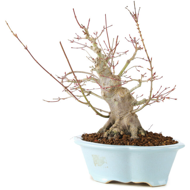 Acer palmatum, 23 cm, ± 25 years old