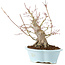 Acer palmatum, 23 cm, ± 25 años