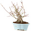 Acer palmatum, 23 cm, ± 25 jaar oud