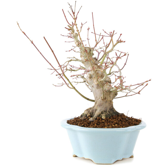 Acer palmatum, 23 cm, ± 25 anni