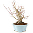 Acer palmatum, 23 cm, ± 25 ans