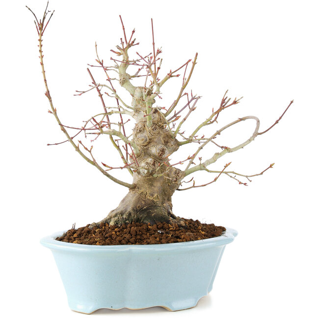 Acer palmatum, 23 cm, ± 25 años