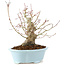 Acer palmatum, 23 cm, ± 25 ans