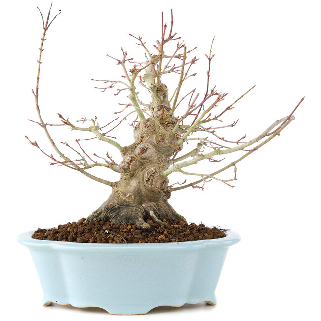 Acer palmatum, 23 cm, ± 25 Jahre alt