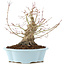 Acer palmatum, 23 cm, ± 25 ans