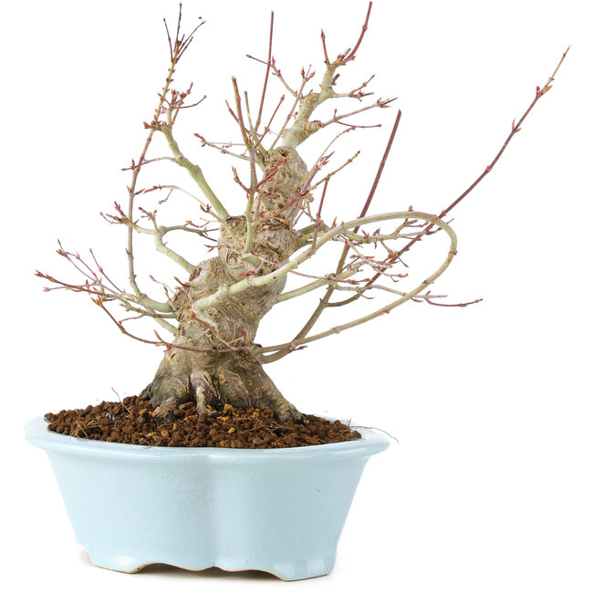 Acer palmatum, 23 cm, ± 25 ans