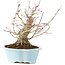 Acer palmatum, 23 cm, ± 25 jaar oud