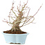 Acer palmatum, 23 cm, ± 25 years old