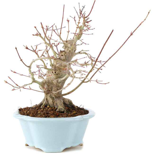 Acer palmatum, 23 cm, ± 25 years old