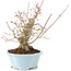 Acer palmatum, 23 cm, ± 25 años