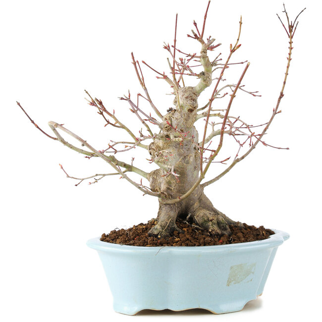 Acer palmatum, 23 cm, ± 25 anni