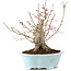 Acer palmatum, 23 cm, ± 25 años