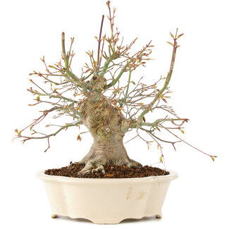 Acer palmatum, 25 cm, ± 25 years old