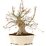 Acer palmatum, 25 cm, ± 25 años