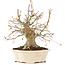 Acer palmatum, 25 cm, ± 25 jaar oud