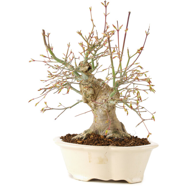 Acer palmatum, 25 cm, ± 25 Jahre alt