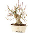 Acer palmatum, 25 cm, ± 25 jaar oud