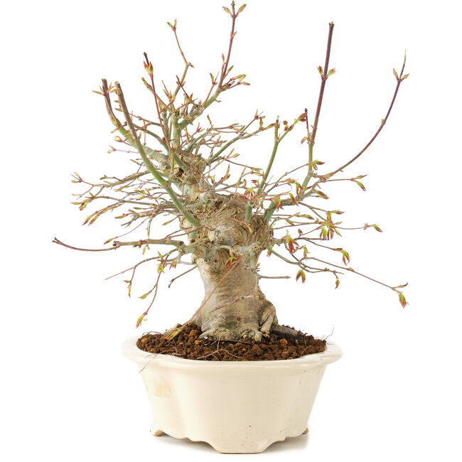 Acer palmatum, 25 cm, ± 25 anni