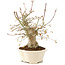 Acer palmatum, 25 cm, ± 25 años