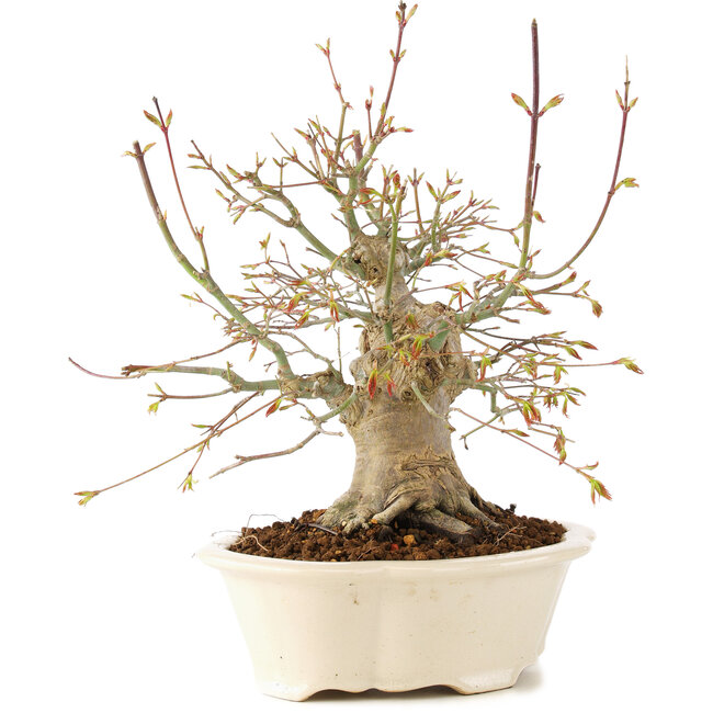 Acer palmatum, 25 cm, ± 25 years old