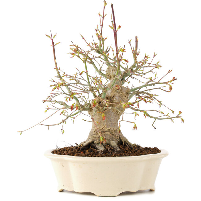 Acer palmatum, 25 cm, ± 25 años