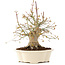 Acer palmatum, 25 cm, ± 25 años
