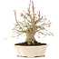 Acer palmatum, 25 cm, ± 25 Jahre alt