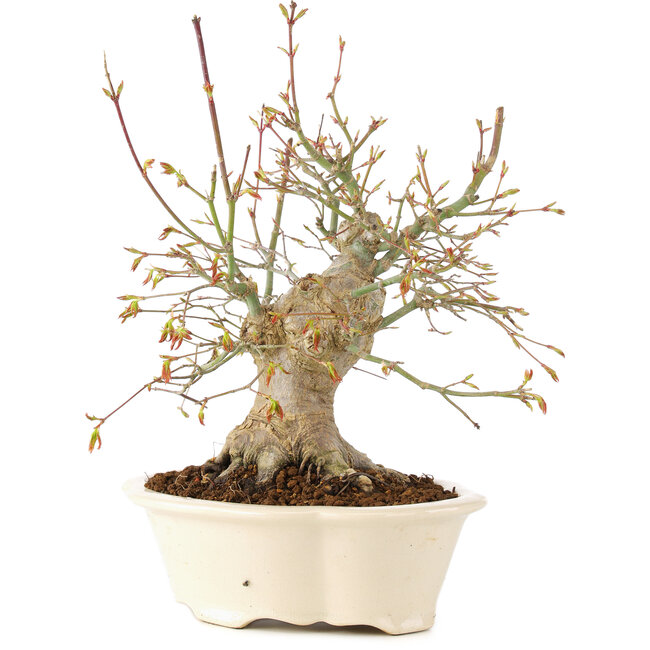 Acer palmatum, 25 cm, ± 25 ans
