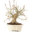 Acer palmatum, 25 cm, ± 25 años