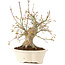 Acer palmatum, 25 cm, ± 25 Jahre alt
