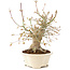 Acer palmatum, 25 cm, ± 25 años