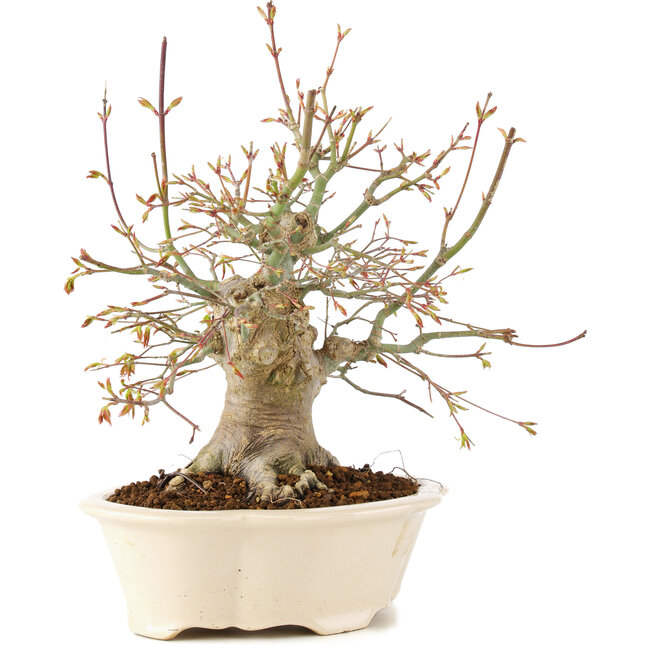 Acer palmatum, 25 cm, ± 25 ans