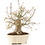 Acer palmatum, 25 cm, ± 25 años