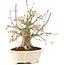 Acer palmatum, 25 cm, ± 25 jaar oud