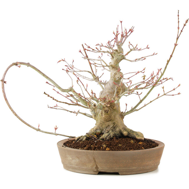 Acer palmatum, 23 cm, ± 25 jaar oud, met een barst in de pot