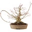 Acer palmatum, 23 cm, ± 25 Jahre alt, mit einem Riss im Topf