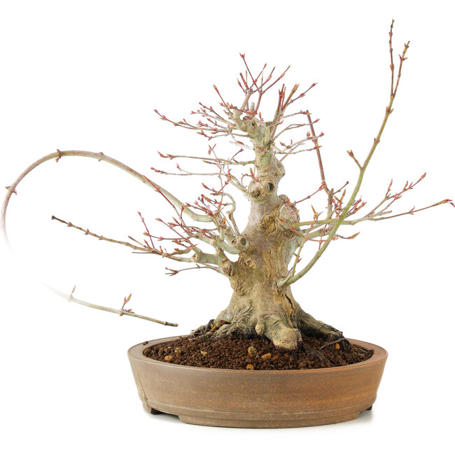 Acer palmatum, 23 cm, ± 25 anni, con una crepa nel vaso