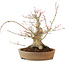 Acer palmatum, 23 cm, ± 25 anni, con una crepa nel vaso