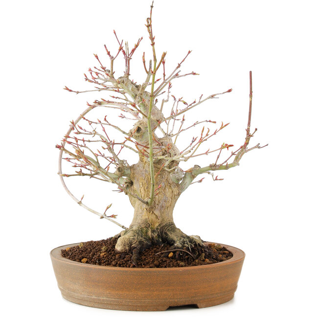 Acer palmatum, 23 cm, ± 25 jaar oud, met een barst in de pot
