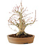 Acer palmatum, 23 cm, ± 25 años, con grieta en la olla