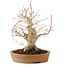 Acer palmatum, 23 cm, ± 25 jaar oud, met een barst in de pot