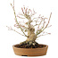 Acer palmatum, 23 cm, ± 25 ans, avec une fissure dans le pot