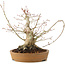 Acer palmatum, 23 cm, ± 25 jaar oud, met een barst in de pot