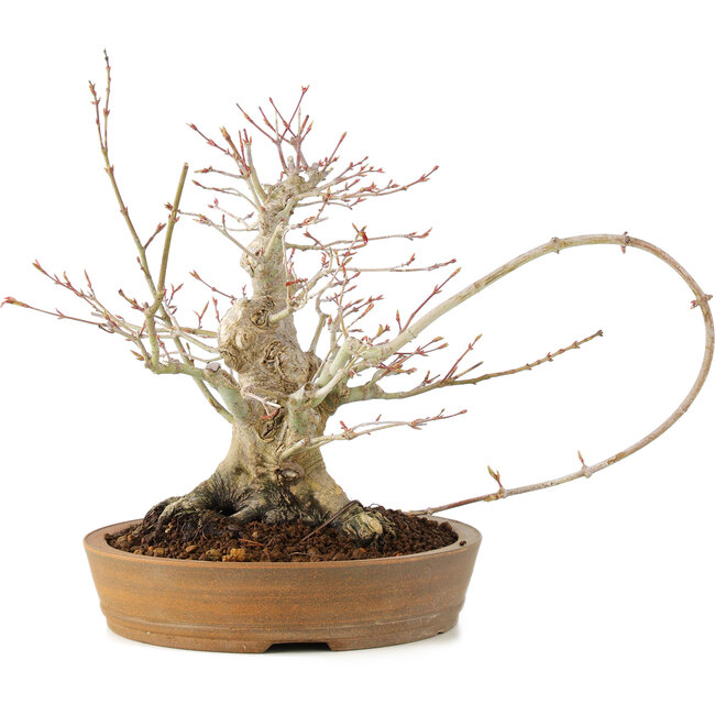 Acer palmatum, 23 cm, ± 25 años, con grieta en la olla