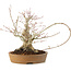 Acer palmatum, 23 cm, ± 25 ans, avec une fissure dans le pot