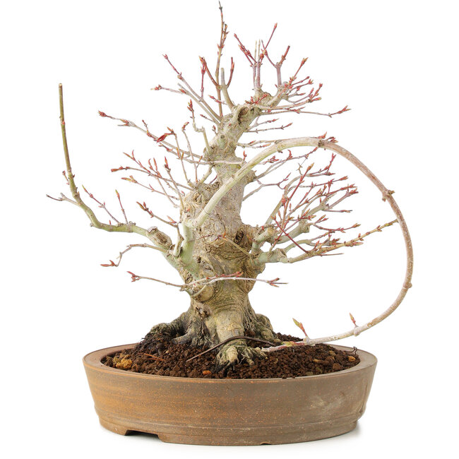 Acer palmatum, 23 cm, ± 25 jaar oud, met een barst in de pot