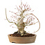 Acer palmatum, 23 cm, ± 25 ans, avec une fissure dans le pot