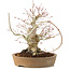 Acer palmatum, 23 cm, ± 25 Jahre alt, mit einem Riss im Topf