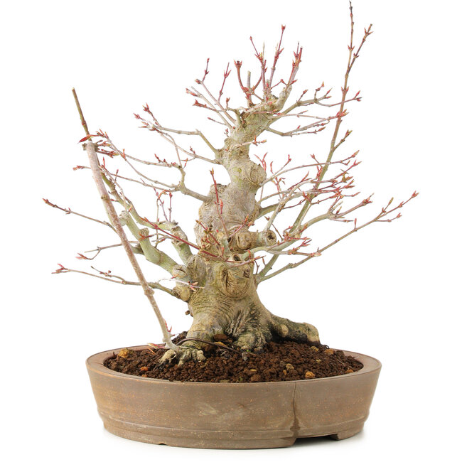 Acer palmatum, 23 cm, ± 25 Jahre alt, mit einem Riss im Topf